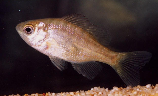 Lepomis macrochirus